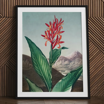 Indian Reed - Robert John Thornton Floral Art Print / Canvas Framed Botanical Illustration Vibrant Red Orange Flower Long,