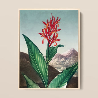 Indian Reed - Robert John Thornton Floral Art Print / Canvas Framed Botanical Illustration Vibrant Red Orange Flower Long Robert John