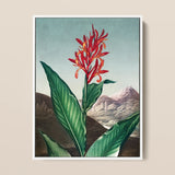 Indian Reed - Robert John Thornton Floral Art Print / Canvas Framed Botanical Illustration Vibrant Red Orange Flower Long Robert John
