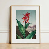 Indian Reed - Robert John Thornton Floral Art Print / Canvas Framed Botanical Illustration Vibrant Red Orange Flower Lush,