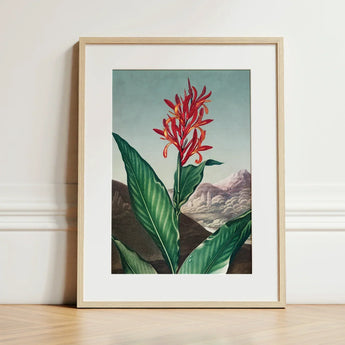 Indian Reed - Robert John Thornton Floral Art Print / Canvas Framed Botanical Illustration Vibrant Red Orange Flower Lush,