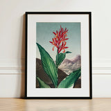 Indian Reed - Robert John Thornton Floral Art Print / Canvas Framed Botanical Illustration Vibrant Red Orange Flower Lush,