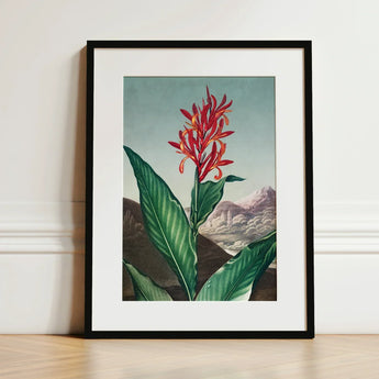 Indian Reed - Robert John Thornton Floral Art Print / Canvas Framed Botanical Illustration Vibrant Red Orange Flower Lush,