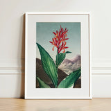 Indian Reed - Robert John Thornton Floral Art Print / Canvas Framed Botanical Illustration Vibrant Red Orange Flower Lush,