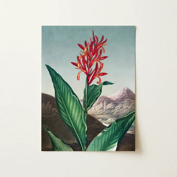 Indian Reed - Robert John Thornton Floral Art Print / Canvas, 12x16’’ / 31x41cm / Unframed / no Border, Posters Prints & Visual Artwork,