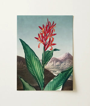 Vibrant Red Orange Flower Long Green Leaves Depicted Robert John Thornton, Chlorophyll-fueled Fever Dream, Canna Indica Art