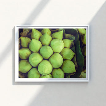 Framed Photograph Close-up Fresh Light Green Lotus Buds Emerald, Verdant Vortex, Bud