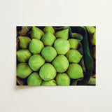 Ingenues - Emerald Green Lotus Bud Art Print / Canvas Vibrant Seed Pod Photo, Verdant Vortex, Prints