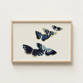 Framed Artwork Four Intricately Illustrated Butterflies Navy Blue Kamisaka Sekka, Japan’s Artistic Renaissance, Deftly