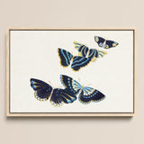 Japanese Blue Butterflies too - Kamisaka Sekka Art Print / Canvas Framed Artwork Four Intricately Designed Butterflies Navy Blue Kamisaka