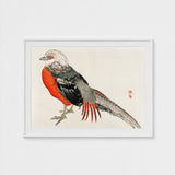 Japanese Pheasant - Kono Bairei Kacho-e Bird Art Print / Canvas Kōno Bairei’s Majestic, Meiji-era Kacho-ga Artistry, Prints