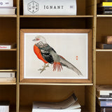 Japanese Pheasant - Kono Bairei Kacho-e Bird Art Print / Canvas Framed Watercolor Painting Gray Orange Kōno Bairei’s Majestic, Meiji-era