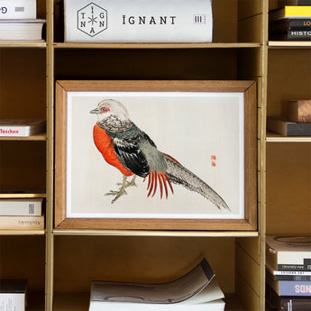 Japanese Pheasant - Kono Bairei Kacho-e Bird Art Print / Canvas Framed Watercolor Painting Gray Orange Kōno Bairei’s Majestic, Meiji-era