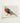 Vibrant Red Gray Pheasant Illustration Printed Cream-colored Paper Kōno Bairei’s Majestic Japanese, Meiji-era Kacho-ga Artistry, Bird Art