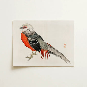 Japanese Pheasant - Kono Bairei Kacho-e Bird Art Print / Canvas Vibrant Red Gray Illustration Printed Cream-colored Paper Kōno Bairei’s