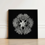 Jellyfish - Ernst Haeckel Ocean Life Art Print / Canvas Black-framed Artwork Detailed White Line Ornate Symmetrical Mandala-like