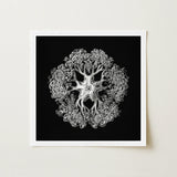 Jellyfish - Ernst Haeckel Ocean Life Art Print / Canvas Framed Black-and-white Artwork Intricate Symmetrical Design Stylized Tree