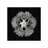 Jellyfish - Ernst Haeckel Ocean Life Art Print / Canvas Delicate Black White Intricate Lace-like Tentacles Arranged Mesmerizing Ophiuroid,