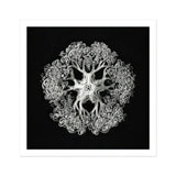 Jellyfish - Ernst Haeckel Ocean Life Art Print / Canvas Delicate Black White Jellyfish Intricate Lace-like Tentacles Arranged Mesmerizing