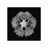Jellyfish - Ernst Haeckel Ocean Life Kunstdruck / Leinwand, 12x12’’ / 31x31cm / Ungerahmt / Weißer Rand, Poster-Drucke & visuelle Kunstwerke, Toby