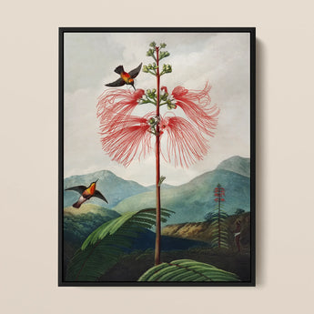 Large Flowering Sensitive Plant - Robert John Thornton Art Print / Canvas, 12x16’’ / 31x41cm / Black Frame, Posters Prints & Visual