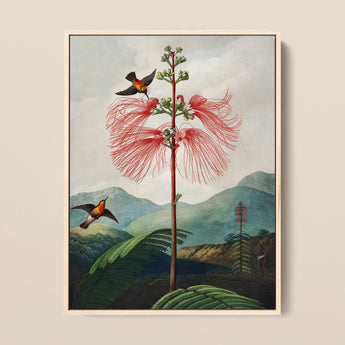 Large Flowering Sensitive Plant - Robert John Thornton Art Print / Canvas, 12x16’’ / 31x41cm / Natural Frame, Posters Prints & Visual