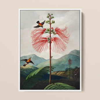 Large Flowering Sensitive Plant - Robert John Thornton Art Print / Canvas, 12x16’’ / 31x41cm / White Frame, Posters Prints & Visual