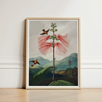 Large Flowering Sensitive Plant - Robert John Thornton Art Print / Canvas Framed Botanical Illustration Vibrant Red Feathery-flowered Tree