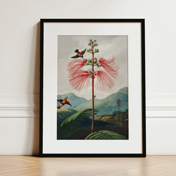 Large Flowering Sensitive Plant - Robert John Thornton Art Print / Canvas, 12x16’’ / 31x41cm / Black Frame / Matboard, Posters Prints &
