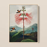 Large Flowering Sensitive Plant - Robert John Thornton Art Print / Canvas Framed Botanical Illustration Tall Slender Tree Vibrant Red