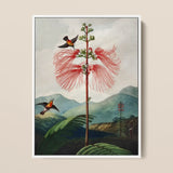 Large Flowering Sensitive Plant - Robert John Thornton Art Print / Canvas Framed Botanical Illustration Tall Slender Tree Vibrant Red