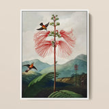 Large Flowering Sensitive Plant - Robert John Thornton Art Print / Canvas Framed Botanical Illustration Tall Slender Tree Vibrant Red,