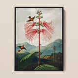 Large Flowering Sensitive Plant - Robert John Thornton Art Print / Canvas Framed Botanical Illustration Tall Vibrant Red Flower Feathery,