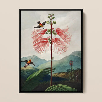 Large Flowering Sensitive Plant - Robert John Thornton Art Print / Canvas Framed Botanical Illustration Tall Vibrant Red Flower Feathery