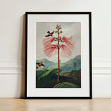 Large Flowering Sensitive Plant - Robert John Thornton Art Print / Canvas Framed Botanical Illustration Vibrant Red Feathery Flower Two,