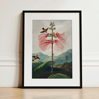 Large Flowering Sensitive Plant - Robert John Thornton Art Print / Canvas Framed Botanical Illustration Vibrant Red Feathery Flower Two,