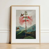 Large Flowering Sensitive Plant - Robert John Thornton Art Print / Canvas Framed Botanical Illustration Vibrant Red Feathery Flower Two,