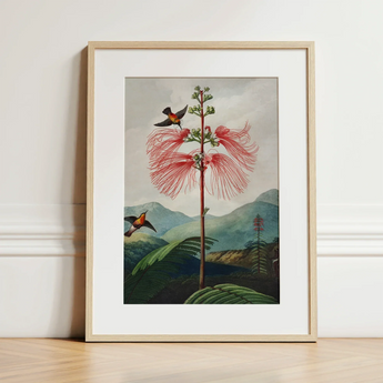 Large Flowering Sensitive Plant - Robert John Thornton Art Print / Canvas Framed Botanical Illustration Vibrant Red Feathery Flower Two
