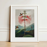 Large Flowering Sensitive Plant - Robert John Thornton Art Print / Canvas Framed Botanical Illustration Vibrant Red Feathery Flower Two,