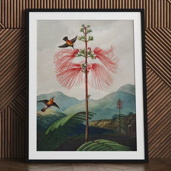 Large Flowering Sensitive Plant - Robert John Thornton Art Print / Canvas Framed Botanical Illustration Vibrant Red Feathery Flower Two,