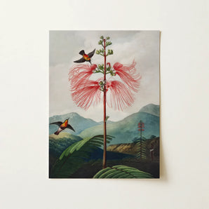 Large Flowering Sensitive Plant - Robert John Thornton Art Print / Canvas, 12x16’’ / 31x41cm / Unframed / no Border, Posters Prints &