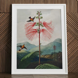 Large Flowering Sensitive Plant - Robert John Thornton Art Print / Canvas, 24x32’’ / 61x81cm / White Frame / Matboard, Posters Prints &