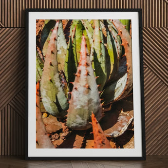 Layer Cake - Modern Botanical Succulent Art Print / Canvas Black-framed Close-up Photograph Spiky Green Reddish-orange Contemporary