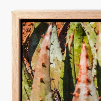 Framed Canvas Print Close-up Spiky Green Pinkish Succulent Contemporary Botanical Artistry, Modern, Art