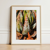 Layer Cake - Modern Botanical Succulent Art Print / Canvas Framed Photograph Spiky Green Orange Aloe Vera Plants Contemporary Botanical