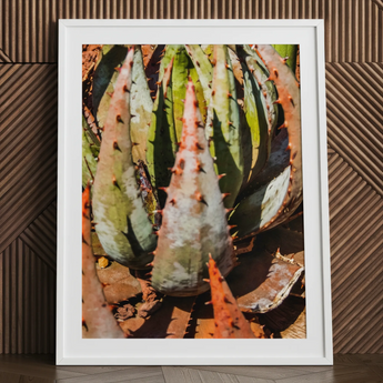 Layer Cake - Modern Botanical Succulent Art Print / Canvas Framed Photograph Spiky Green Reddish-orange Succulent Plant Aloe Contemporary