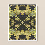 Life on Mars - Trippy Botanical Op Art Print / Canvas Framed Abstract Cactus Symmetrical Kaleidoscopic Design Cacti Reign Supreme,