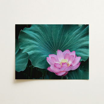 Vibrant Pink Lotus Flower Delicate Petals Yellow Center Shinobazu Pond, Art Print, Dawn Reaches, Ahead, Photograph, Orchid-pink Bloom