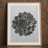 Saxífraga piramidal marginada (saxifraga Aizoon) - Lámina artística de Karl Blossfeldt / Lienzo, 24x32’’ / 61x81cm / Marco natural / Paspartú, Pósters