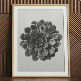 Saxífraga piramidal marginada (saxifraga Aizoon) - Lámina artística de Karl Blossfeldt / Lienzo, 24x32’’ / 61x81cm / Marco natural / Paspartú, Pósters